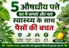 5 औषधीय पत्ते जिन्हें घर में लगाकर आप स्वास्थ्य और पैसे दोनों बचा सकते हैं